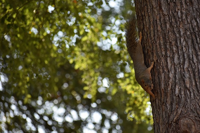 近年来备受 近年来备受